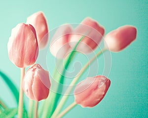 Vintage pink tulips