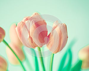 Vintage pink tulips