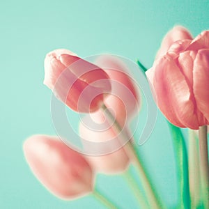 Vintage pink tulips