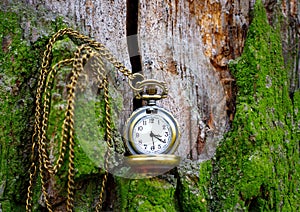 Vintage pocket watch on a moss covered old tree