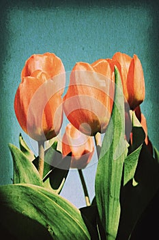 Vintage postcard on old paper texture style image, red tulip blossom in garden