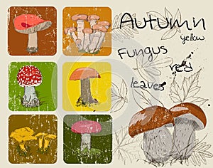 Vintage poster with autumn plants and fungis.