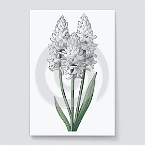 Vintage Poster Style Hyacinth Flower Vector Illustration