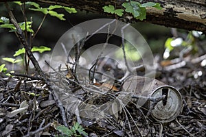 Vintage pull tab can in forest