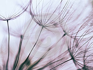 Vintage Purple abstract dandelion flower background