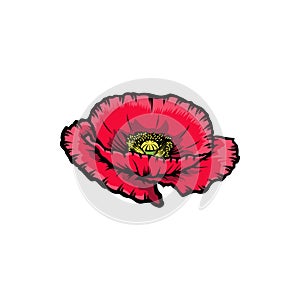 Vintage red blooming poppy flowers concept on white background isolated. Wild summer exotic leaf wildflower vector illustration.