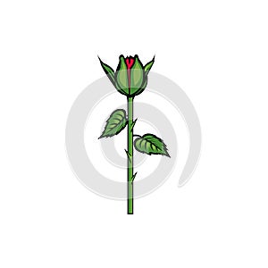 Vintage red blooming rose concept on white background isolated Floral botanical flower. Wild spring leaf wildflower vector
