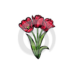 Vintage red blooming tulips concept on white background isolated Floral botanical flower. Wild spring leaf wildflower vector