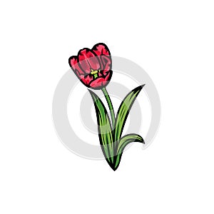 Vintage red blooming tulips concept on white background isolated Floral botanical flower. Wild spring leaf wildflower vector