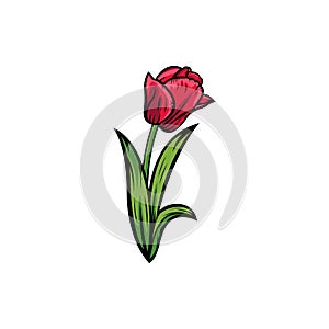 Vintage red blooming tulips concept on white background isolated Floral botanical flower. Wild spring leaf wildflower vector