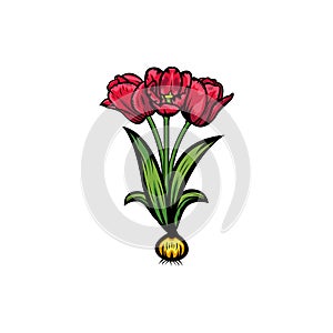 Vintage red blooming tulips concept on white background isolated Floral botanical flower. Wild spring leaf wildflower vector