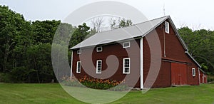 Vintage red country barn with orange daylily garden