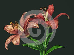 Vintage red lily blossoms with rain drops macro, gray green paper background, detailed texture