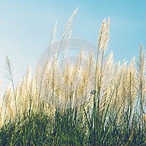 Vintage Reed Field Blooming