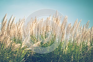 Vintage Reed Field Blooming