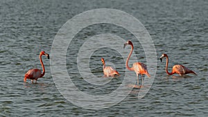 Vintage and retro collage photo of flamingos