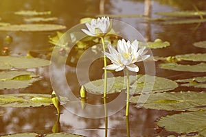 Vintage retro effect filtered hipster style image of asian lotus