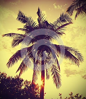 Vintage retro filtered picture of palm tree at sunset