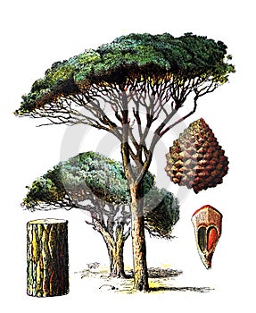Pinus pinea or stone pine tree / Antique engraved illustration from from La Rousse XX Sciele photo