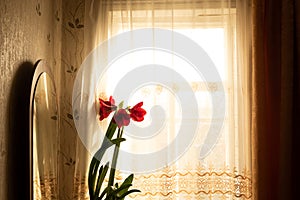 Vintage and retro window with red flowers. Grunge and old building with white curtains in warm light. Reference concept