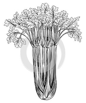 Starodávný dřevoryt celer 