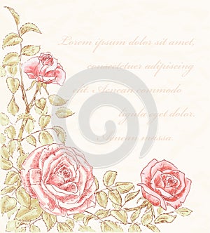 Vintage rose background