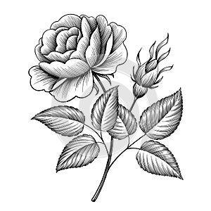 Vintage rose flower engraving calligraphic vector