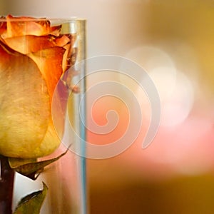 Vintage rose in a glass bottle