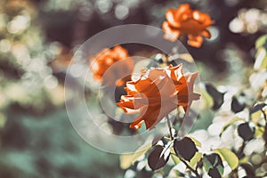 Vintage roses in the garden. Retro style. Beautiful nature. Selective focus