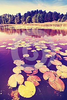 Vintage saturated picture of water lilies.