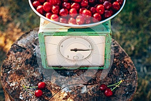 Vintage scales with cherries in the garden