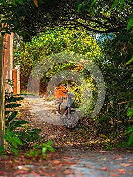 Vintage scooter parked on a secluded dirt road, surrounded by lush trees in Okinawa, Japan.