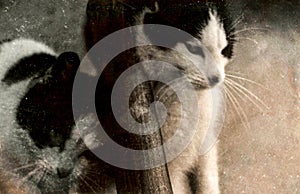 Vintage Scratched Animal Photo cats