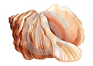 Vintage seashell isolated white background. Sea shell watercolor illustration.