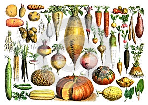 Vintage set of hand drawn raw and organic vegetables, for healthy food and lifestyle / Antique engraved illustration from from La photo