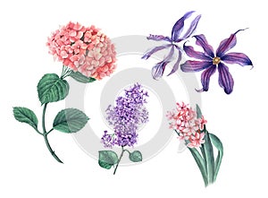 Vintage set of pink Hydrangea, lilac, clematis and hyacinth on a white background