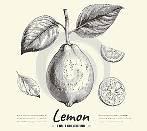 Vintage Sketch Engraved Lemon Illustration. Detailed hand drawn vector of fruit collection