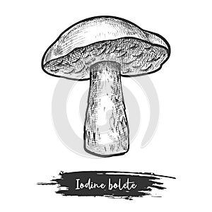 Vintage sketch of iodine bolete or forest mushroom