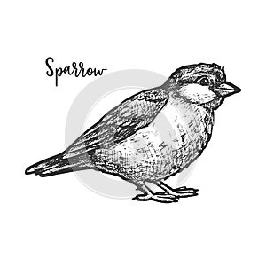 Vintage sketch of true or american sparrow