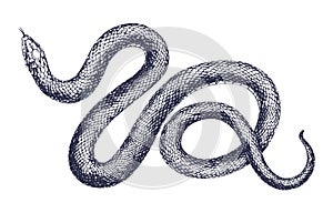 Vintage snake vector engraving illustration. Hand drawing dangerous reptile isolated on white background. Realistic