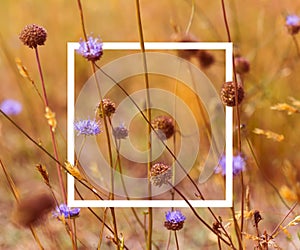 Vintage soft toned autumn field composition devils-bit scabious with white picture frame. Copy space. Nature background. Greeting