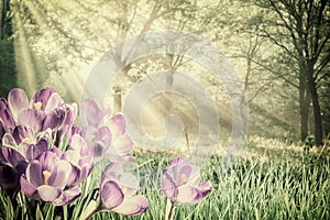 Vintage Spring Crocus Flowers