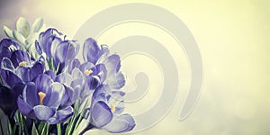 Vintage Spring Crocus Flowers