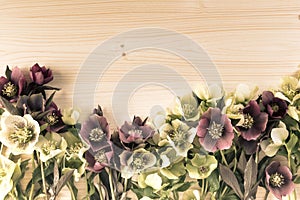 Vintage spring flowers background with lenten roses or hellebore flowers on wood