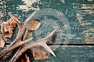 Vintage stag antlers and leaves on timber