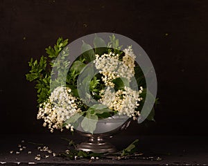 Vintage still life with elderberry flowers on a dark background