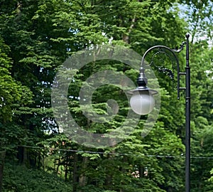 Vintage street lamp with black pillar and white glass. Background of trees with green leaves.