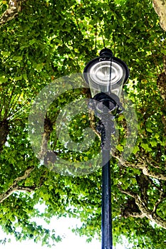 Vintage Street Lamp in front of a tree historic