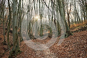 Vintage style artistic photo of a forest and pathway