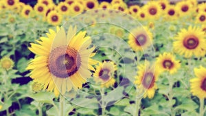 Vintage style blur background of the Sunflower